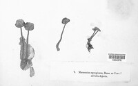 Marasmius spongiosus image